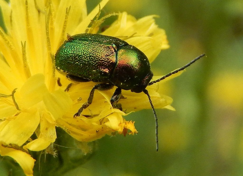 green pot beetle