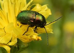 Cryptocephalus aureolus