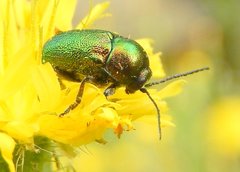 Cryptocephalus aureolus