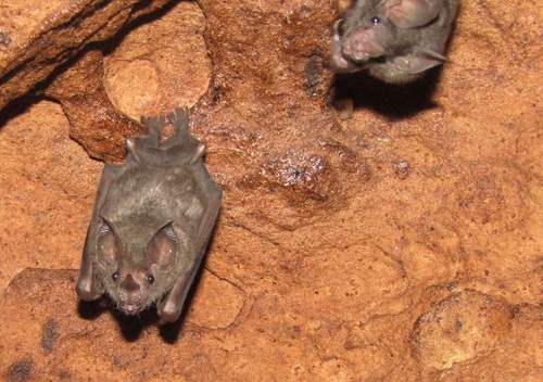Seba's Short-tailed Bat