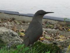 Coccyzus longirostris