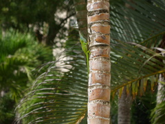 Anolis callainus