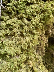 Trichocolea tomentella