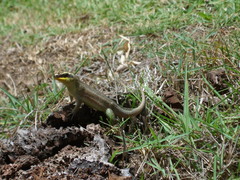 Leiocephalus personatus