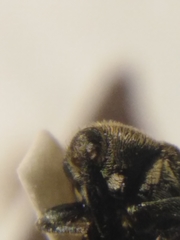 Cleopomiarus graminis