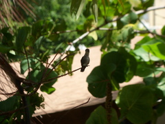 Anthracothorax dominicus