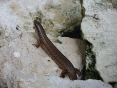 Diploglossidae