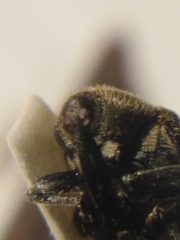 Cleopomiarus graminis