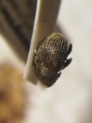 Cleopomiarus graminis