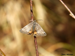 Archiearinae