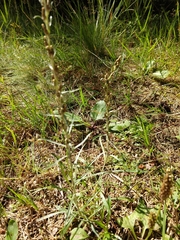 Omalotheca sylvatica