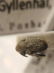 Cleopomiarus graminis