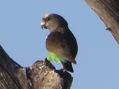 Poicephalus meyeri