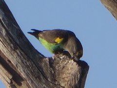 Poicephalus meyeri