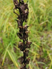Pedicularis palustris