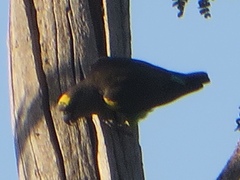 Poicephalus meyeri