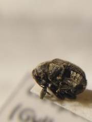 Cleopomiarus graminis