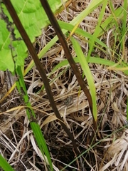 Pedicularis palustris