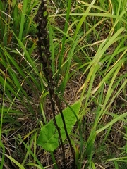 Pedicularis palustris