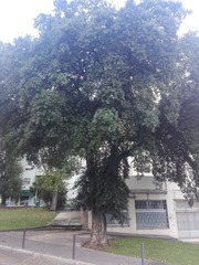 Quercus suber