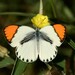 Common Orange Tip - Photo (c) markus lilje, some rights reserved (CC BY-NC-ND), uploaded by markus lilje