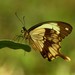 Papilio dardanus cenea - Photo (c) markus lilje,  זכויות יוצרים חלקיות (CC BY-NC-ND), הועלה על ידי markus lilje