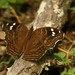 Mariposa Ojo de Venado Africana - Photo (c) markus lilje, algunos derechos reservados (CC BY-NC-ND), subido por markus lilje