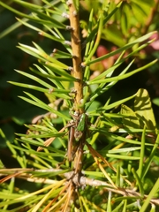 Metrioptera brachyptera