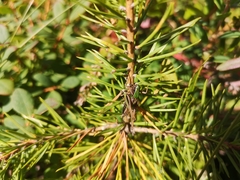 Metrioptera brachyptera