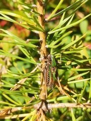 Metrioptera brachyptera