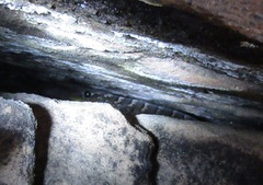 Phyllopezus periosus