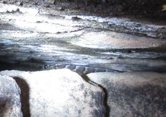 Phyllopezus periosus