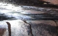 Phyllopezus periosus