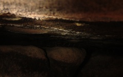 Phyllopezus periosus