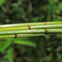 Eleocharis elliptica