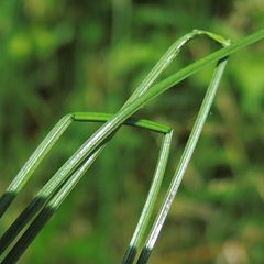 Eleocharis elliptica