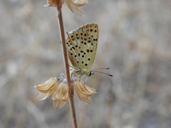 Lycaena bleusei