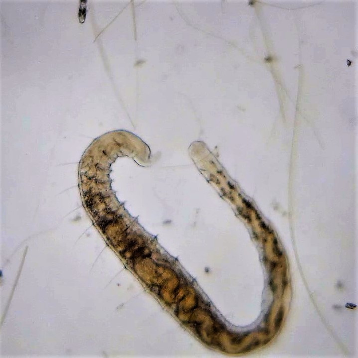 Tubificida