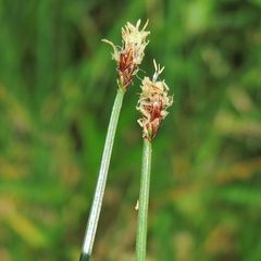 Eleocharis elliptica