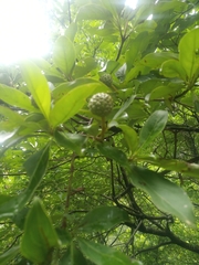 Cornus capitata