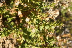 Ericameria cuneata cuneata