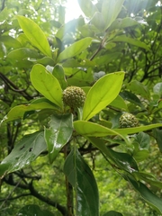 Cornus capitata