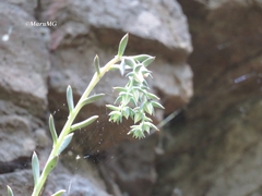 Echeveria bifida