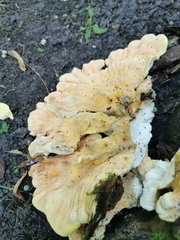 Laetiporus sulphureus