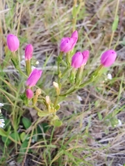 Centaurium littorale