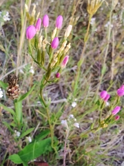 Centaurium littorale