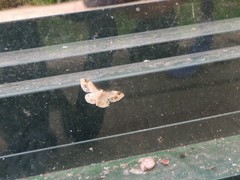 Idaea trigeminata