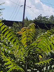 Ailanthus altissima