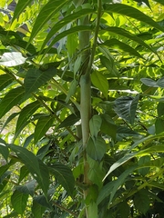 Ailanthus altissima