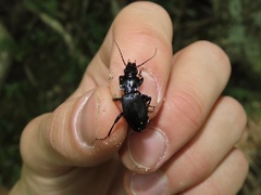 Pterostichus coracinus